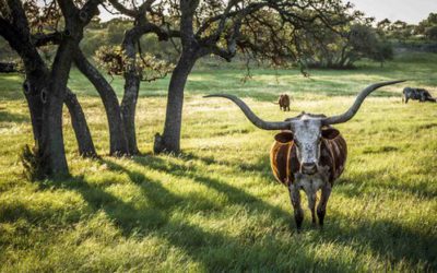 6 THINGS TO DO NEAR DRIPPING SPRINGS